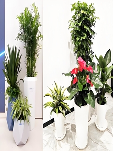 北仑盆景出租，实惠到家，营造别样景观氛围